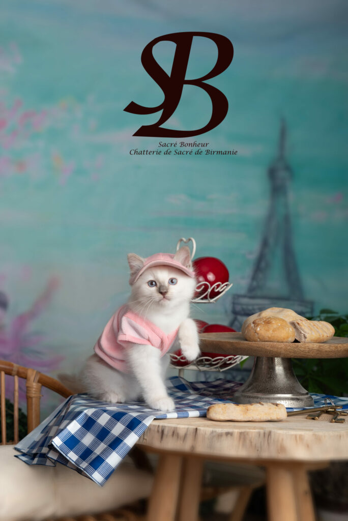 Créer une aire de jeux intérieure pour votre Sacré de Birmanie : stimuler son bien-être au quotidien 3 chaton sacré de birmanie avec un cosplay déguisement