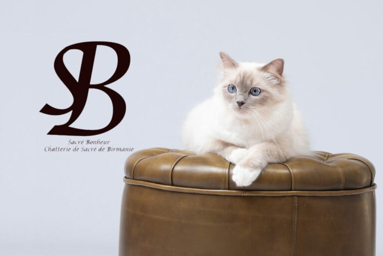 Lucky and Co : La Pépite des Pet Sitter pour Nos Birmans Adorés 18 1 USA lilas point femelle sacre de birmanie 7 1024x684