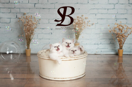 1 chaton sacre de birmanie Marseille 1024x684