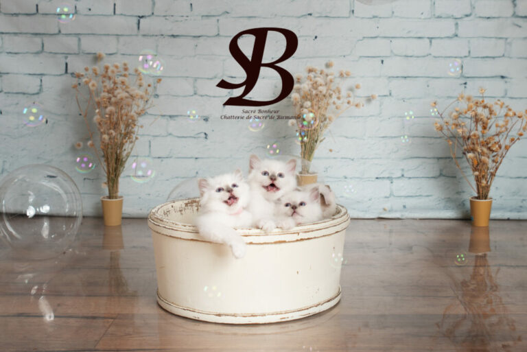 Les Signes d'un Chat Heureux : Comment Savoir si Votre Félin se Sent Bien 5 1 chaton sacre de birmanie Marseille 1024x684