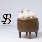Le Sacré de Birmanie est-il fait pour vous ? Le guide complet avant d'adopter 1 2 soeurs lilas point sacre de birmanie 12 mois 2