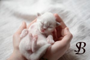 Bienvenue au Sacré Bonheur une famille de sacré de Birmanie 10 Un bébé sacré de Birmanie a 1 jour post naissance
