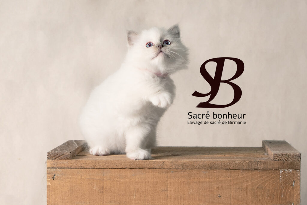 femelle magnifique sacré de birmanie chaton de 2 mois
