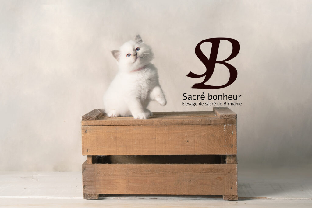 Créer une aire de jeux intérieure pour votre Sacré de Birmanie : stimuler son bien-être au quotidien 5 femelle magnifique sacré de Birmanie chaton de 2 mois dans le Var
