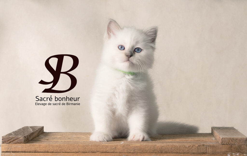 femelle magnifique sacré de birmanie chaton de 2 mois