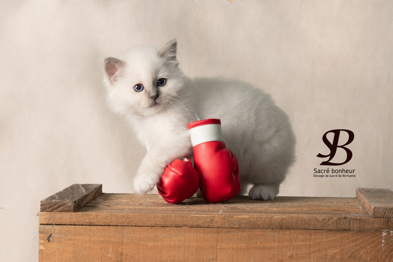 femelle magnifique sacré de birmanie chaton de 2 mois