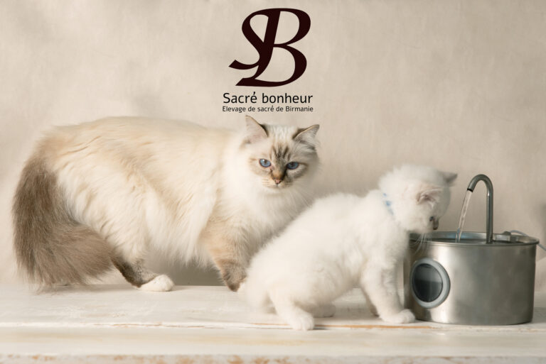 Commentaire Aider le Sacré de Birmanie à Boire Plus d'Eau 1 femelle magnifique sacré de birmanie chaton de 2 mois