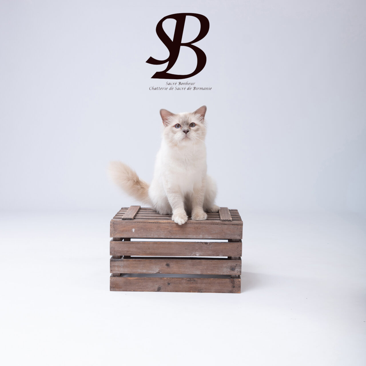 U2 male sacre de birmanie 6