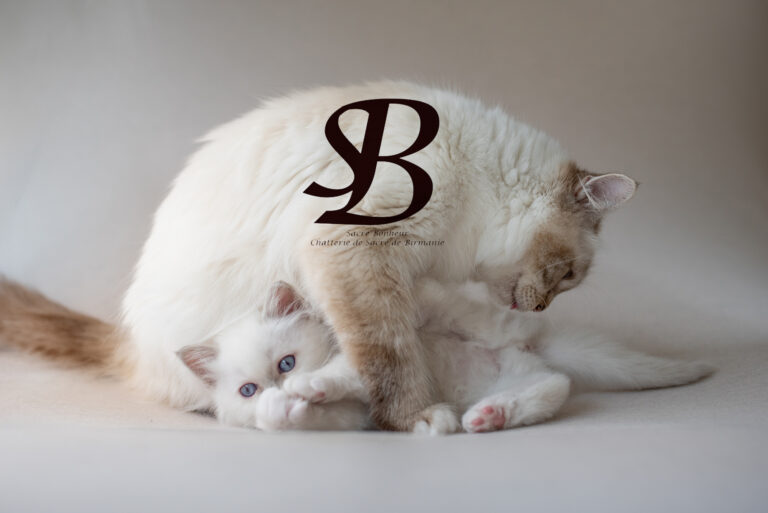 Le Sevrage du Chaton : Tout Savoir Avant Son Adoption 3 chaton sacre de birmanie Cogolin