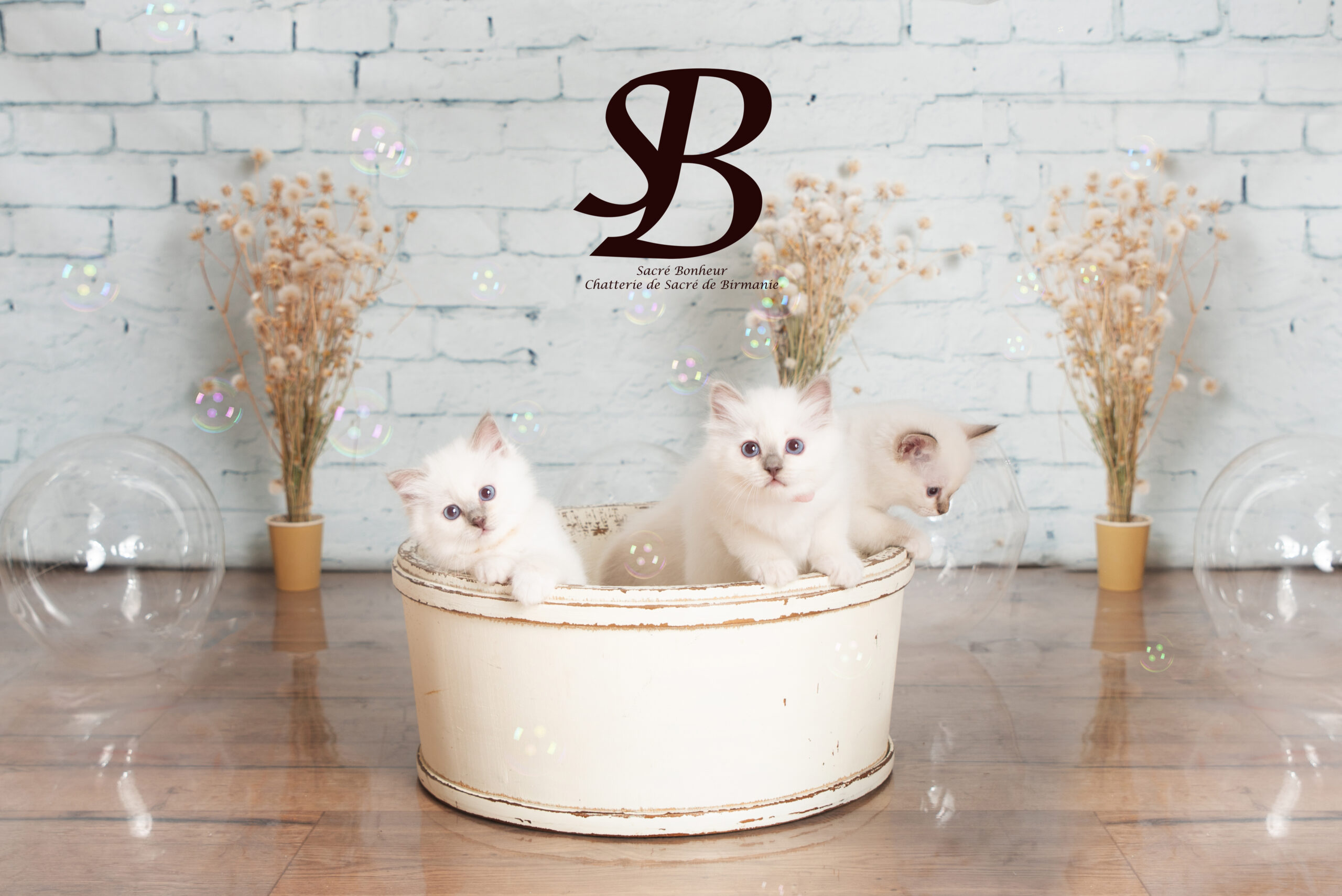 Chaton sacré de Birmanie à l'adoption en France, males et femelles cherchent leur famille
