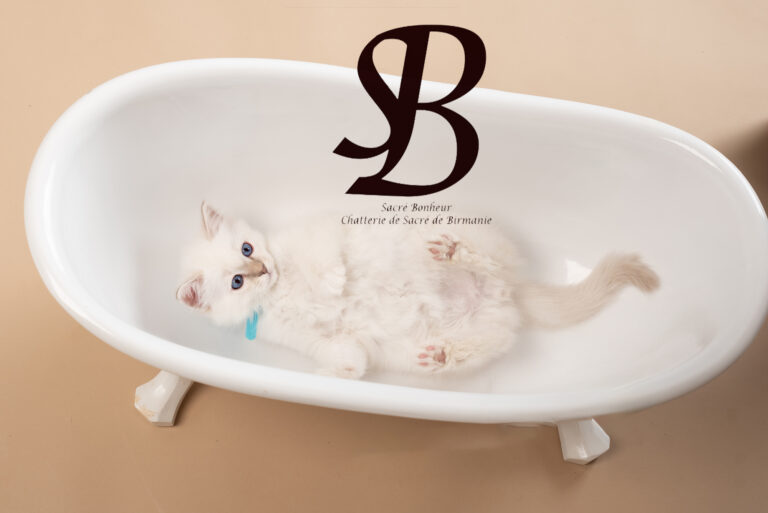 L'importance de la stérilisation chez le Sacré de Birmanie : un choix essentiel pour sa santé et son bien-être 4 chaton sacre de birmanie brignoles VAr PACA