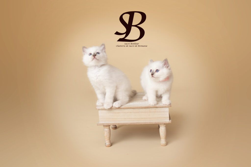 photo de chatons sacré de Birmanie en studio photo