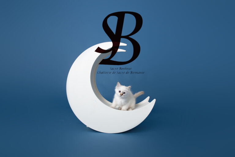 Les Prénoms pour Chatons en 2025 : L'Année des "A" ! 7 chaton sacre de birmanie saint cyr sur mer