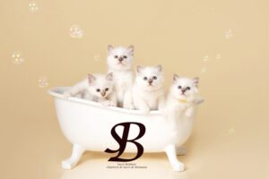 Bienvenue au Sacré Bonheur une famille de sacré de Birmanie 8 4 merveilleux chatons sacré de Birmanie