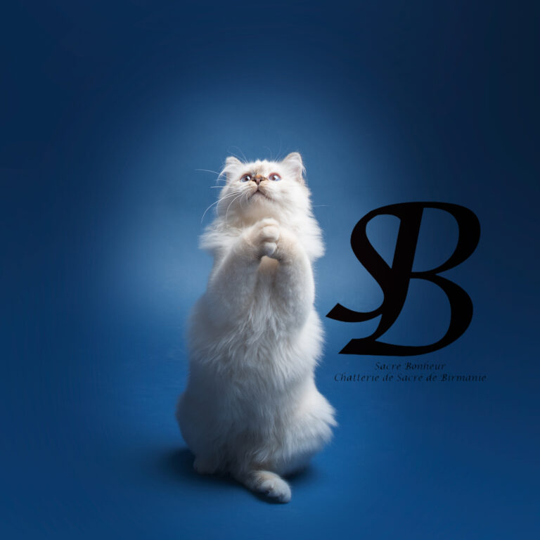 Liste des Tours à Apprendre à Votre Chat Sacré de Birmanie 4 chatonne super mignone sacre de birmanie 2