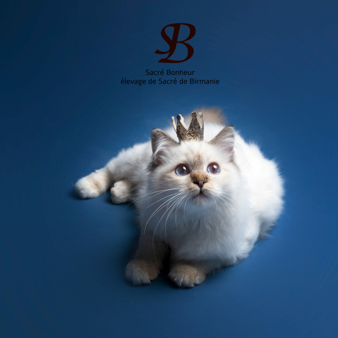 couronne pour chat 1 sacré de Birmanie les couleurs du sacré de Birmanie