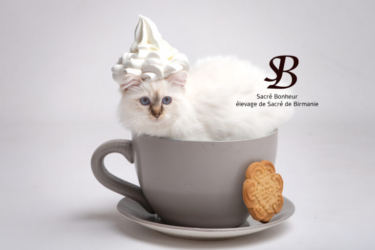 Comment aider un sacré de Birmanie à supporter le froid en hiver 3 déguisement pour chats 2