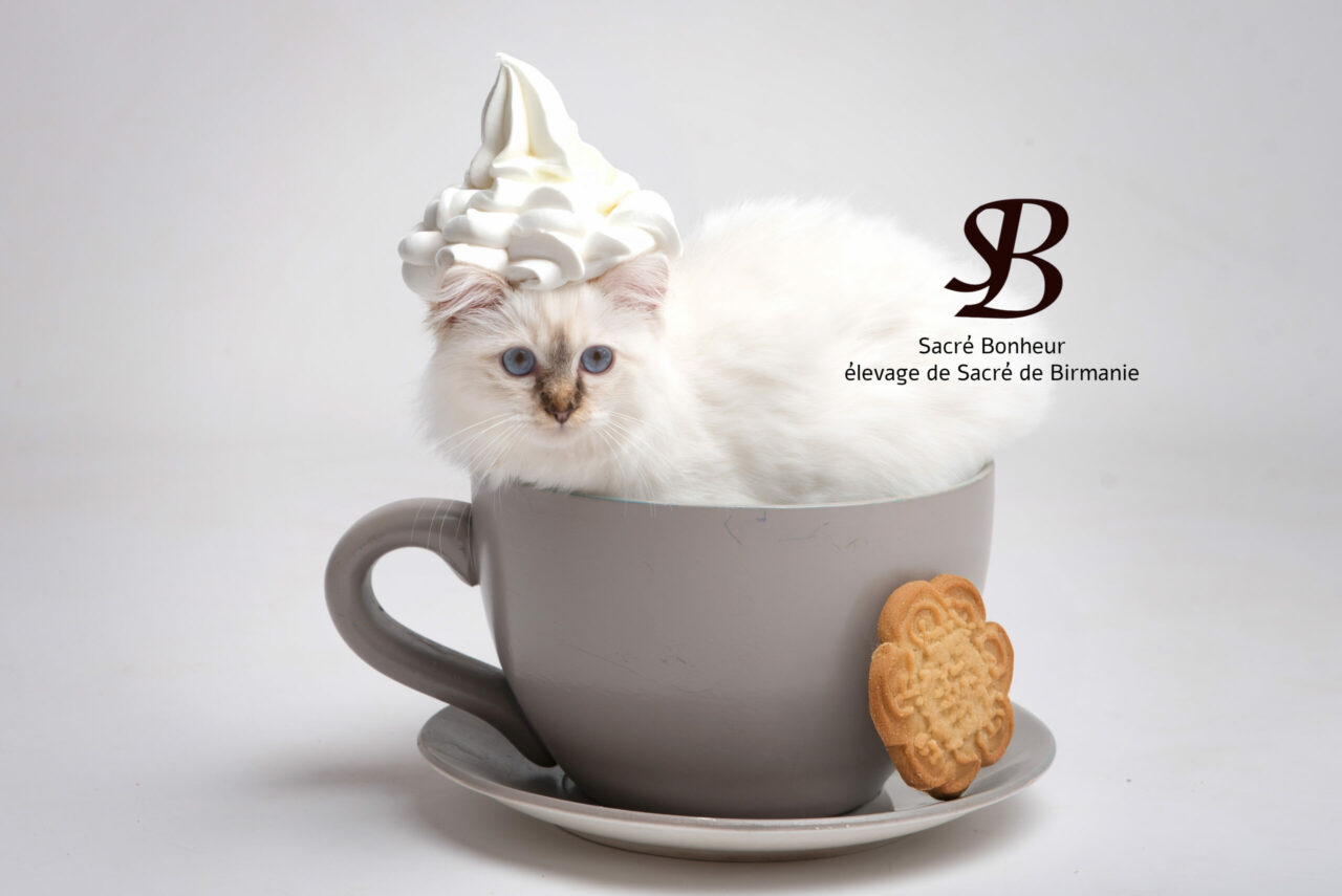 déguisement pour chats 2