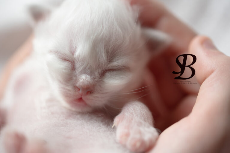 L'évolution d'un chaton Sacré de Birmanie : de la naissance à l'âge adulte 19 naissance sacré de Birmanie Monaco