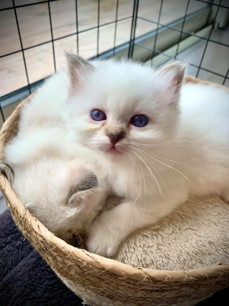 Sweety chaton sacré de Birmanie chocolat Tabby dans son élevage de l'hetre blanc
