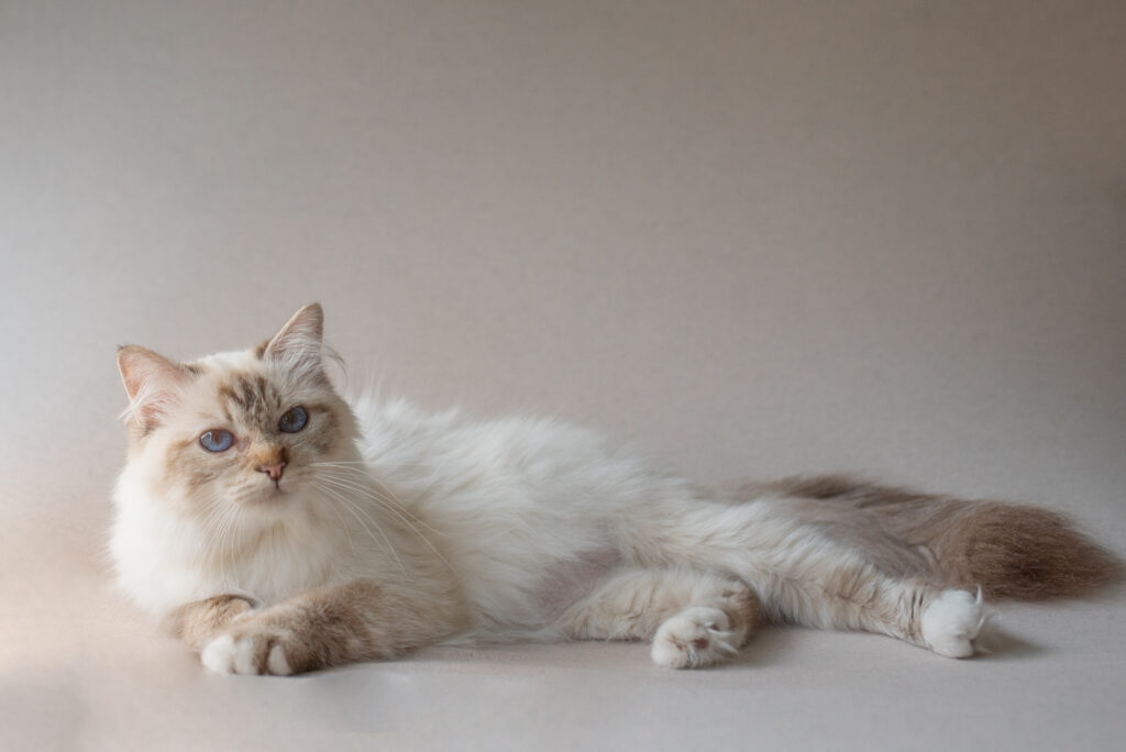 Sweety Femelle sacré de Birmanie Chocolat tabby