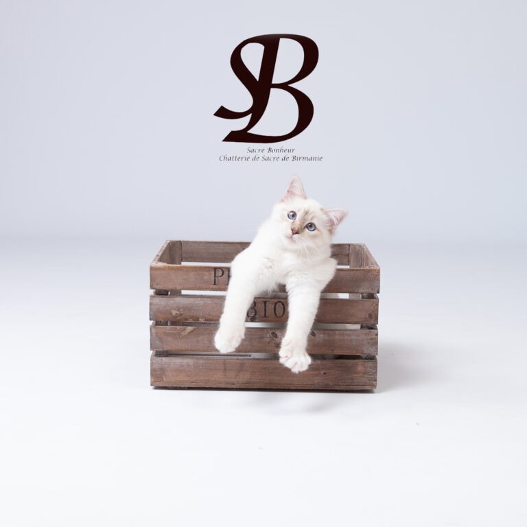 willow sacre de birmanie lilas tabby point 9 1