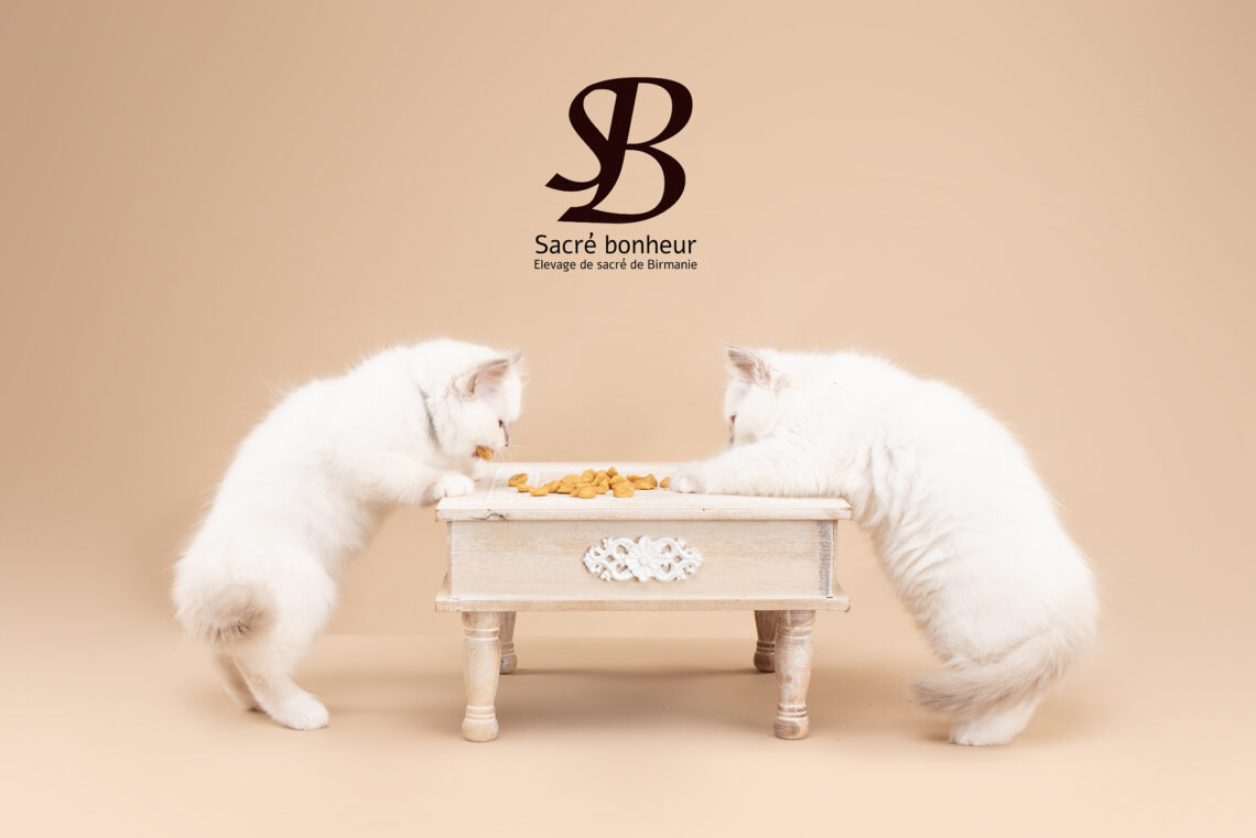 recette bonbon sacre de birmanie