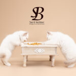 recette bonbon sacre de birmanie