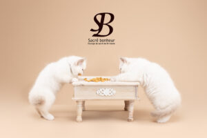 recette bonbon sacre de birmanie