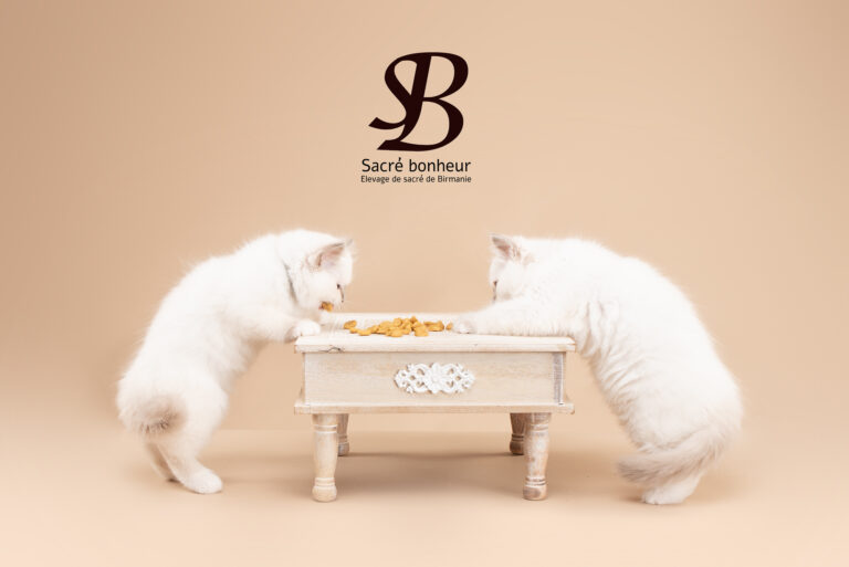 🍪 Recettes maison de friandises pour chats et chatons 8 recette bonbon sacre de birmanie