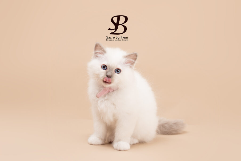 Belle sacré de Birmanie Lilac point âgée de 2 mois avec des gants magiques