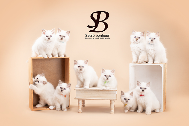 Sacré de Birmanie ou Ragdoll : lequel choisir pour votre famille ? 10 Elevage de sacré de Birmanie dans le var Chaton
