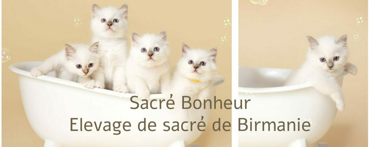 chaton sacré de Birmanie