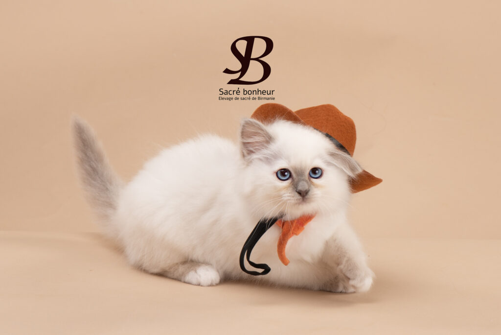 Apprendre à son Sacré de Birmanie à marcher en laisse : bonne idée ou tendance risquée ? 3 Comment apprendre a un chaton sacré de Birmanie a marcher en laisse