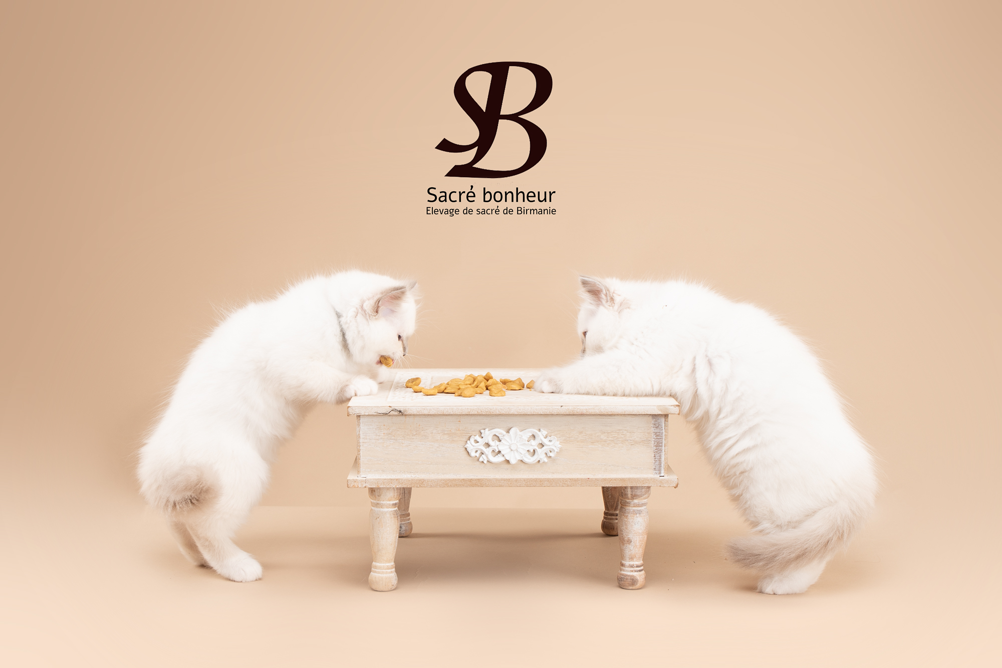 Découvrez tous les accessoires indispensables pour l'arrivée de votre chaton sacré de Brimanie