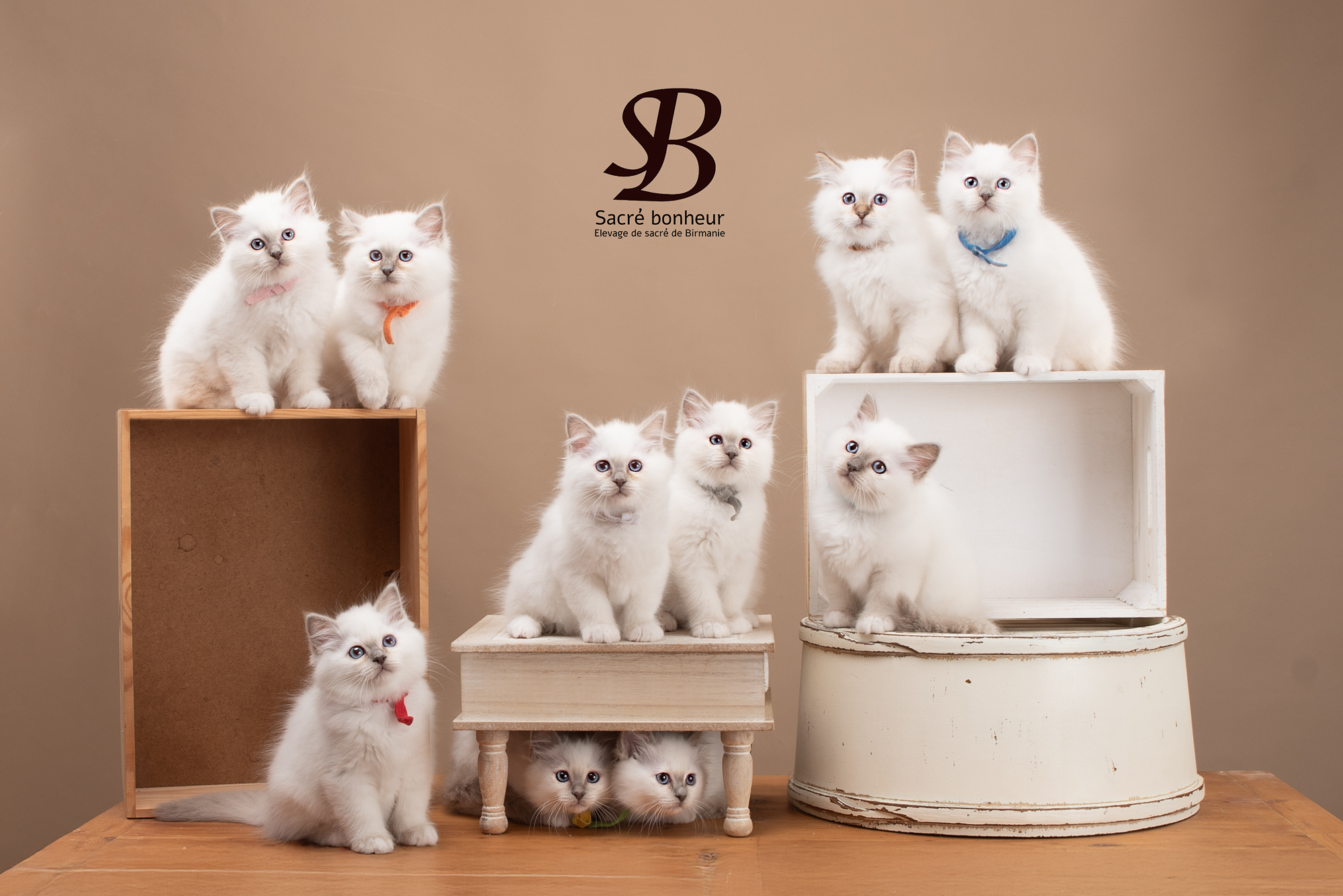 pourquoi il arrive que l sacré de Birmanie miaule ?