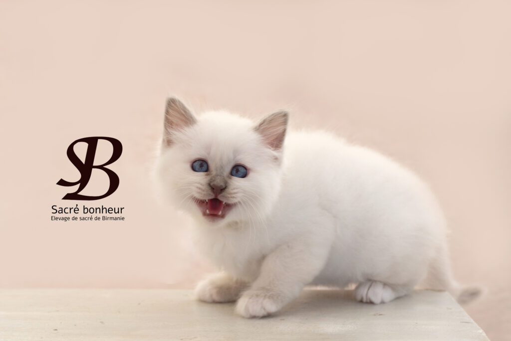 Pourquoi le Sacré de Birmanie miaule-t-il ? Les raisons étonnantes 3 un chaton sacré de birmanie miaule sur cette photo
