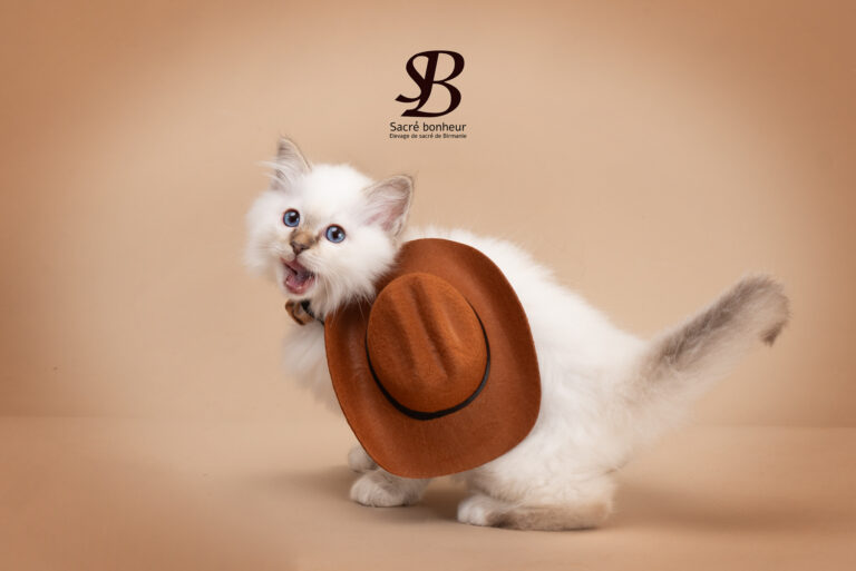 🐾 Les petits rituels d’automne avec votre Sacré de Birmanie 🍂 16 une photo super mignonne de sacré de Birmanie