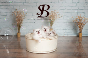 3 chatons sacré de Birmanie qui miaulent en cœur