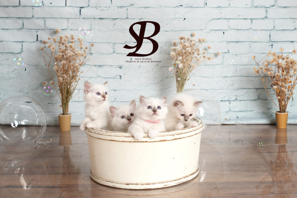 Tout savoir sur le Sacré de Birmanie : 30 faits fascinants 5 vous avez des questions on a les réponses pour tout savoir sur le sacré de Birmanie