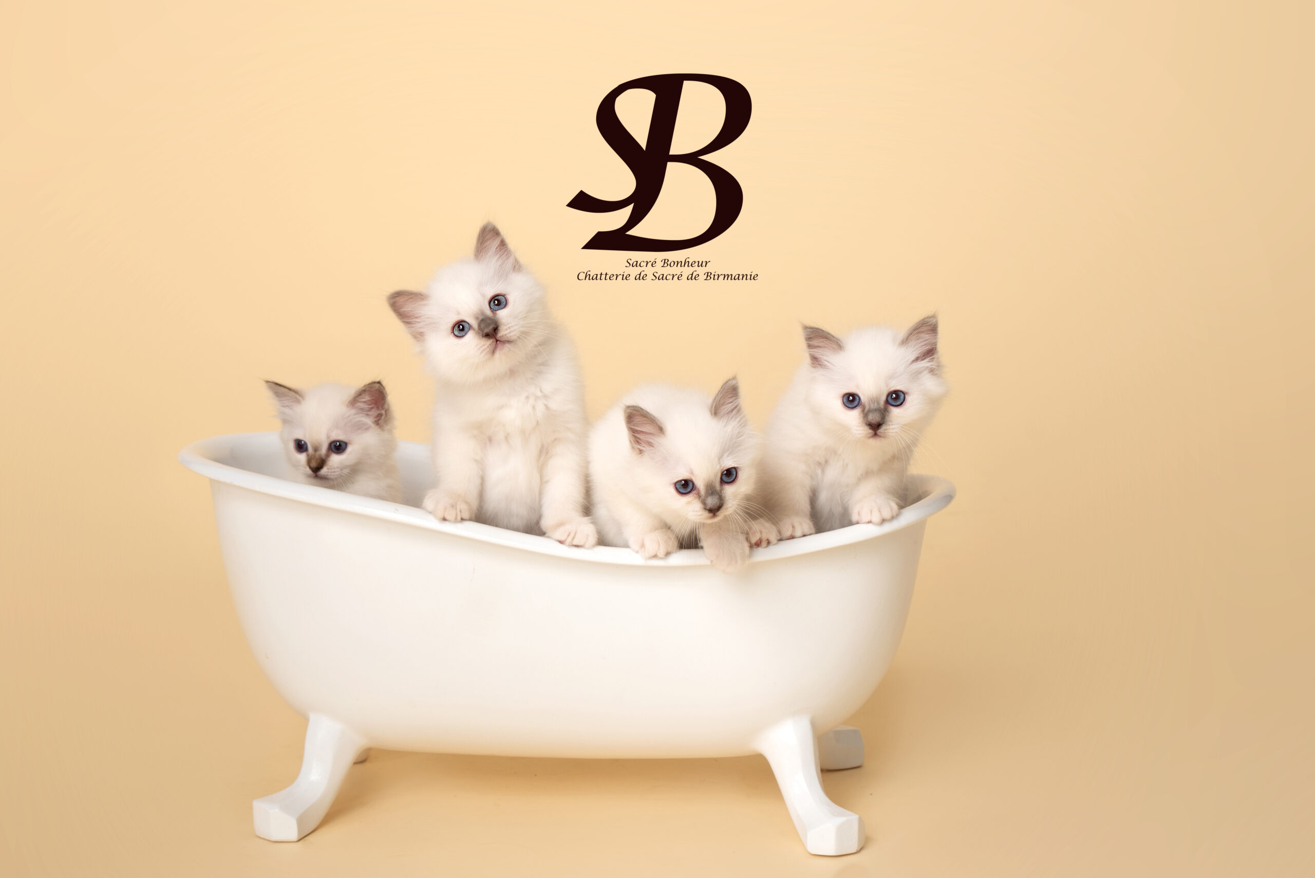 Toutes les questions pour tout savoir sur l sacré de Birmanie le plus beau chat au monde