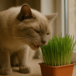 chat et herbe a chat