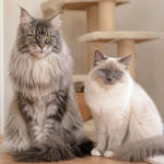 maine coon vs sacre de birmanie