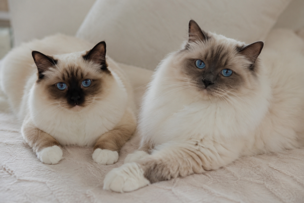 Sacré de Birmanie ou Ragdoll : lequel choisir pour votre famille ? 1 sacre de birmanie ragdoll