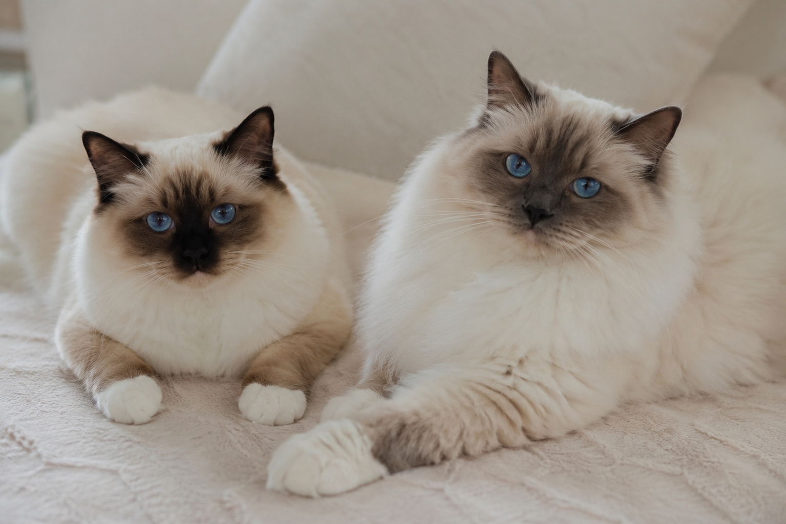 sacre de birmanie ragdoll